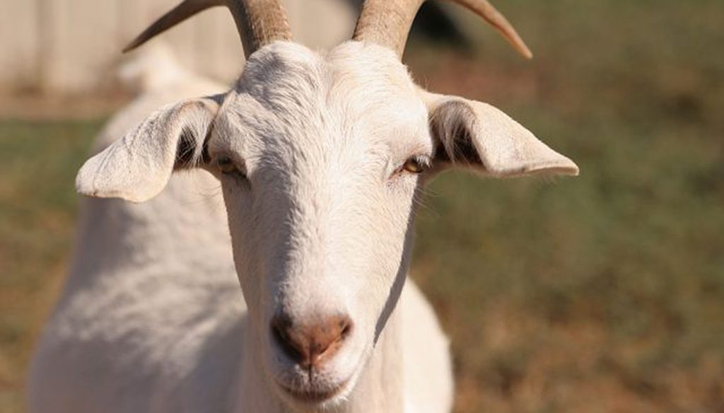 don-goat