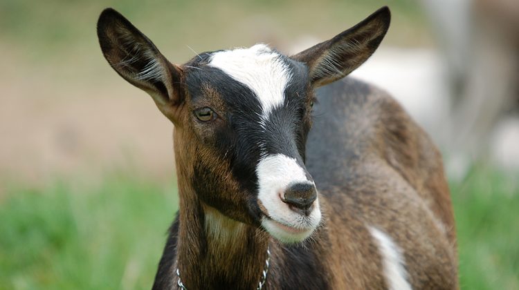 goat-breeds-for-beginner-goat-keepers
