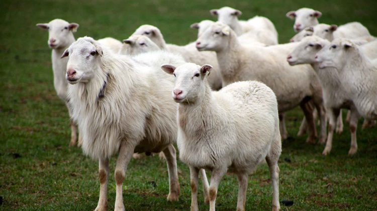 hair-sheep-breeds