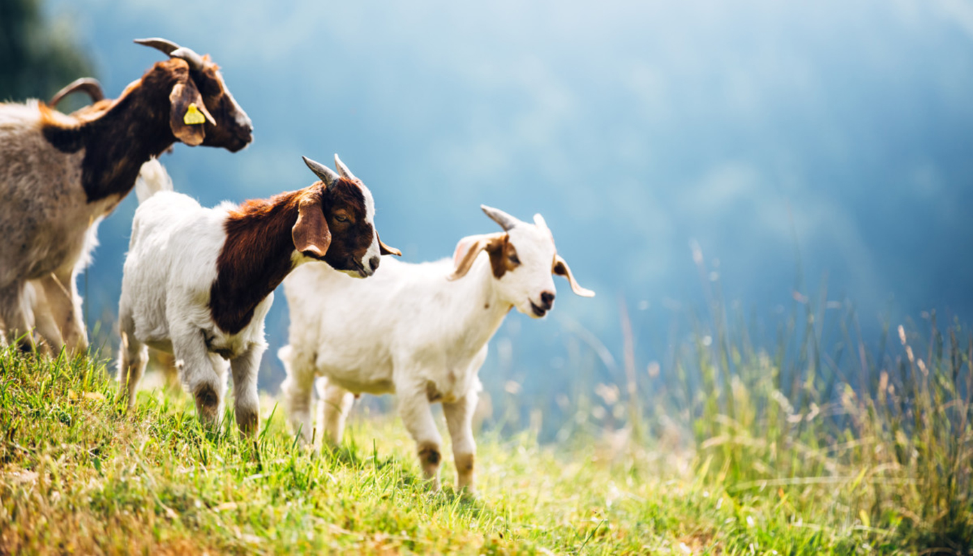 most-popular-goat-breeds