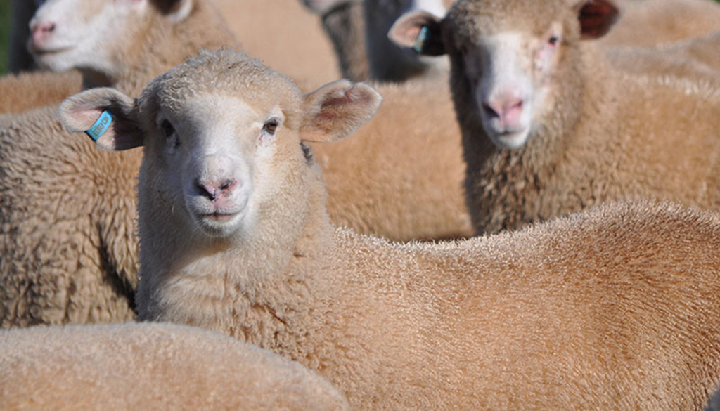 18 Best Wool Producing Sheep Breeds