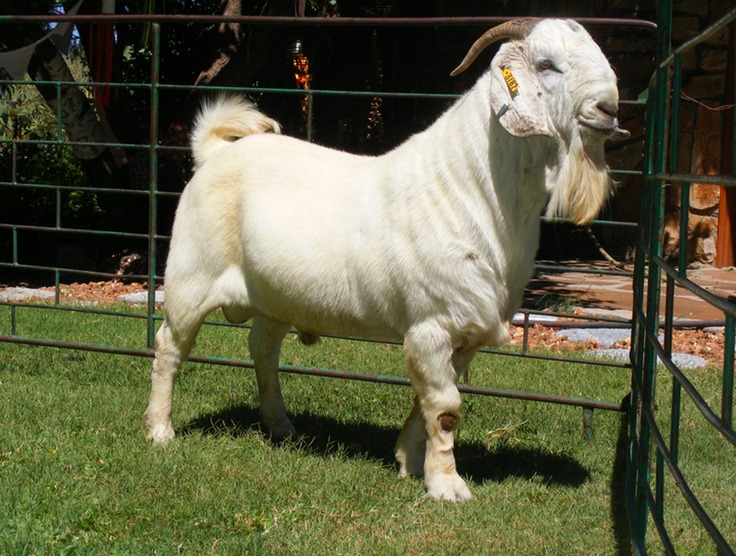 savannah-goat