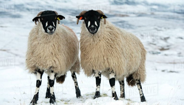 Top 20 Best Native British Sheep Breeds