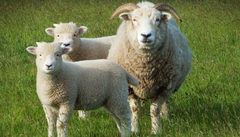 Top 20 Best Native British Sheep Breeds