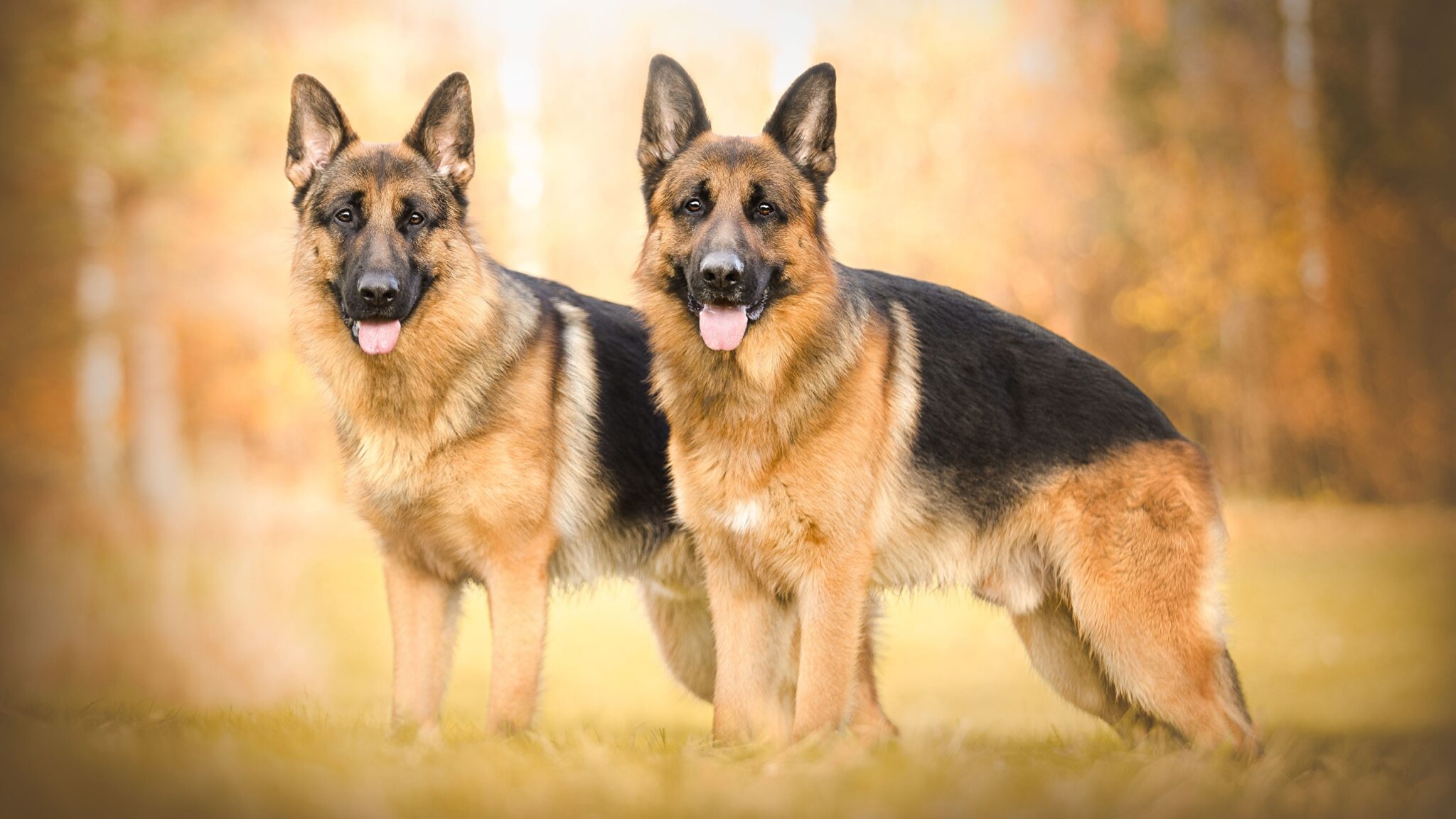 The German Shepherd: A Majestic Guardian and Loyal Friend