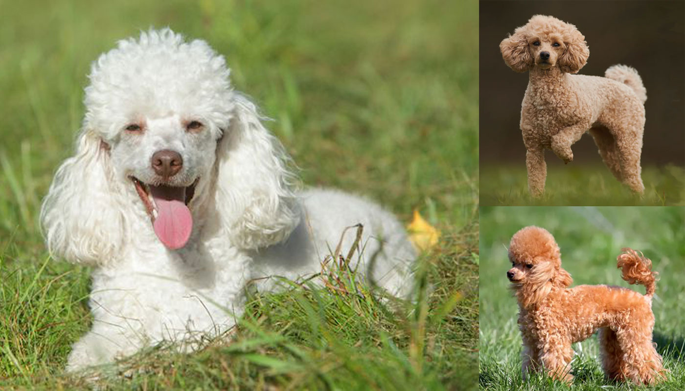 Miniature Poodle Dog History, Appearance, and Personality Traits