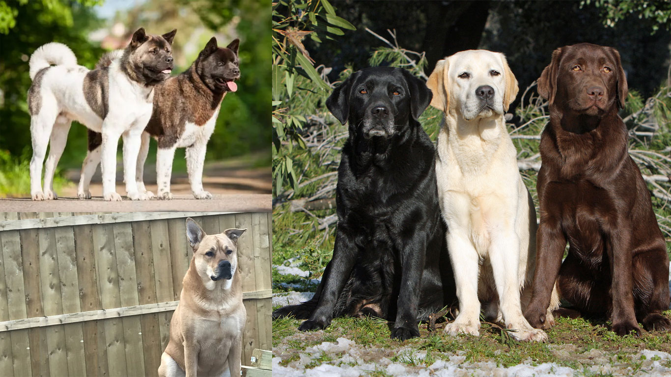 Labrakita: A Fascinating Blend of Labrador Retriever and Akita Traits