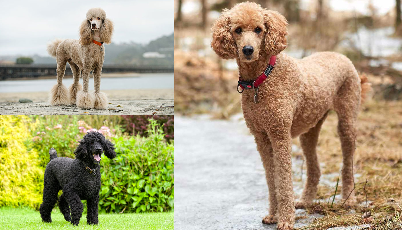 Discover the Charming Standard Poodle: Beauty, Intelligence, and Health ...