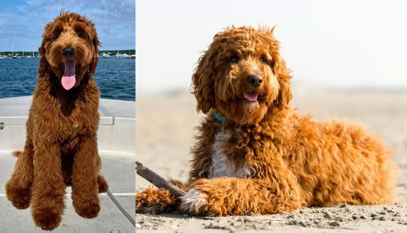 Irish Doodle: Traits, Sizes, and Allure of This Enchanting Breed
