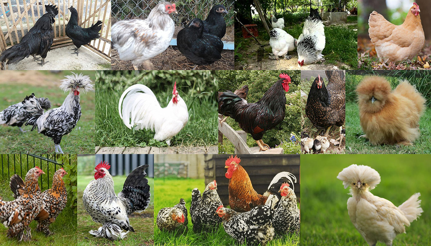 Chantecler Chicken Breed – Everything You Need to Know