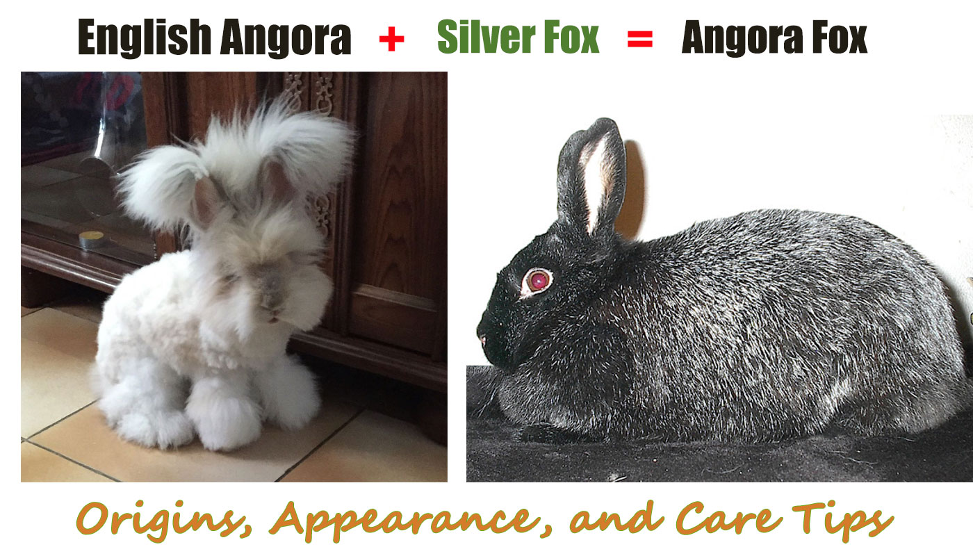 Angora Fox Rabbit: Origins, Appearance, Temperament, Care Tips and More….