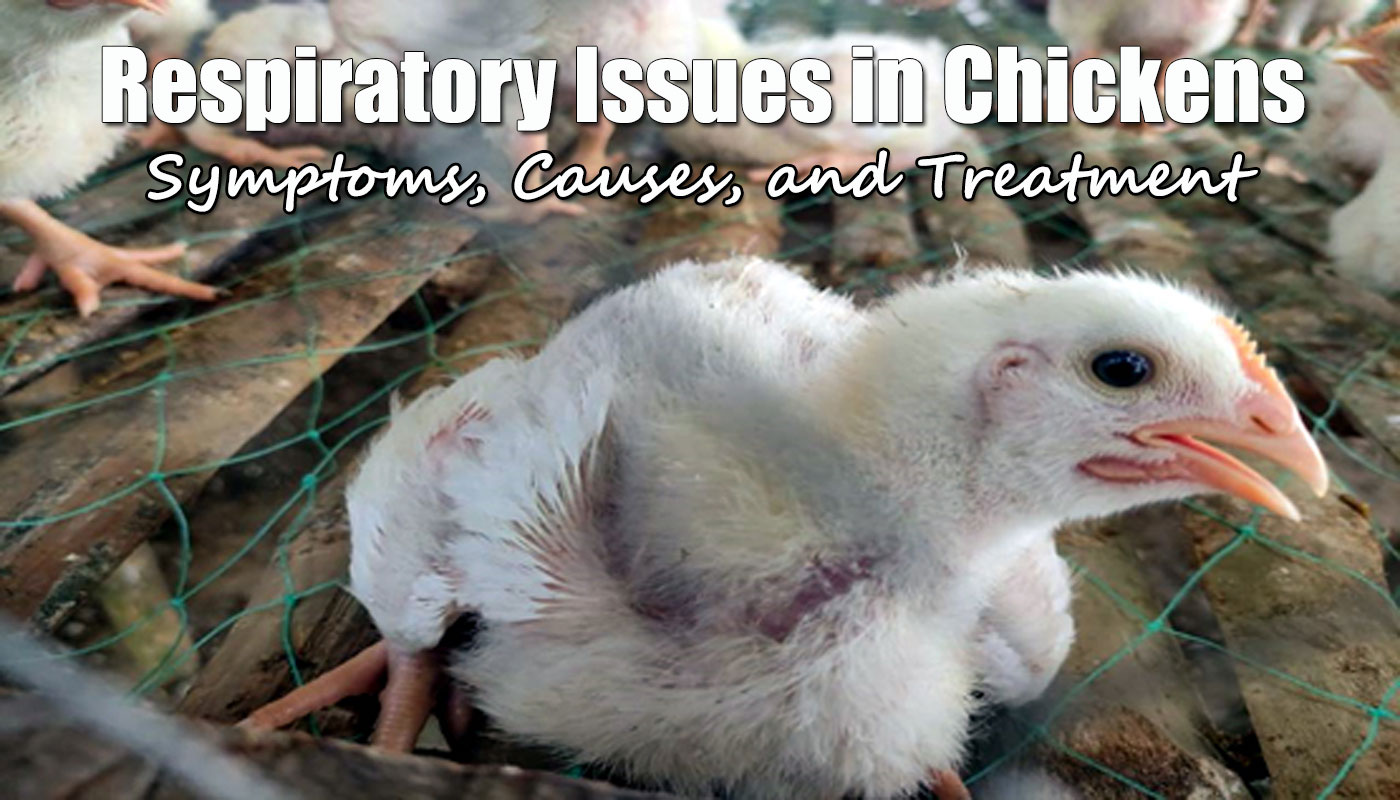 Common Respiratory Issues in Chickens: Symptoms, Causes, and Treatment